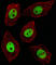 General Transcription Factor IIi antibody, abx033039, Abbexa, Western Blot image 