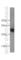 Methyltransferase Like 6 antibody, 16527-1-AP, Proteintech Group, Western Blot image 