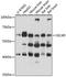 Scavenger Receptor Cysteine Rich Family Member With 4 Domains antibody, A15670, Boster Biological Technology, Western Blot image 