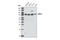 Adaptor Protein, Phosphotyrosine Interacting With PH Domain And Leucine Zipper 1 antibody, 3858T, Cell Signaling Technology, Western Blot image 