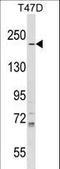 IQ Motif Containing GTPase Activating Protein 1 antibody, LS-C165281, Lifespan Biosciences, Western Blot image 