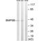 Bone Morphogenetic Protein 8b antibody, A10747, Boster Biological Technology, Western Blot image 