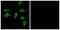 Prostaglandin E Receptor 3 antibody, LS-C120937, Lifespan Biosciences, Immunofluorescence image 