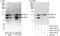 Interleukin enhancer-binding factor 3 antibody, A303-119A, Bethyl Labs, Western Blot image 