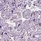 Growth Arrest Specific 2 Like 2 antibody, PA5-60691, Invitrogen Antibodies, Immunohistochemistry frozen image 