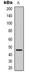 G Protein-Coupled Receptor 137C antibody, LS-C368965, Lifespan Biosciences, Western Blot image 