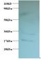 Tissue Specific Transplantation Antigen P35B antibody, LS-C211695, Lifespan Biosciences, Western Blot image 