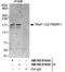 Transcriptional Regulating Factor 1 antibody, NB100-81654, Novus Biologicals, Immunoprecipitation image 