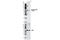 Pyruvate Kinase M1/2 antibody, 3827S, Cell Signaling Technology, Western Blot image 