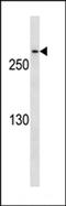 CDK5 Regulatory Subunit Associated Protein 2 antibody, LS-C159320, Lifespan Biosciences, Western Blot image 