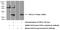 GSG1 Like antibody, 17328-1-AP, Proteintech Group, Western Blot image 