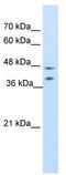 Basic Leucine Zipper Nuclear Factor 1 antibody, TA343421, Origene, Western Blot image 