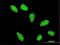 Histone Cluster 2 H2A Family Member A4 antibody, H00008337-M01, Novus Biologicals, Immunofluorescence image 