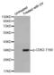 Cyclin Dependent Kinase 2 antibody, abx000373, Abbexa, Western Blot image 