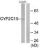 Cytochrome P450 antibody, PA5-38907, Invitrogen Antibodies, Western Blot image 