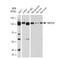3-Hydroxy-3-Methylglutaryl-CoA Reductase antibody, GTX02859, GeneTex, Western Blot image 