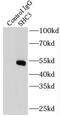 SHC Adaptor Protein 3 antibody, FNab07841, FineTest, Immunoprecipitation image 