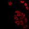 Autophagy Related 13 antibody, abx141569, Abbexa, Western Blot image 