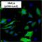 Galactosidase Beta 1 antibody, MA1-152, Invitrogen Antibodies, Immunofluorescence image 