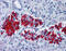 G Protein Subunit Alpha I1 antibody, 51-038, ProSci, Immunohistochemistry paraffin image 