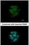 JNK1 + JNK2 antibody, PA5-28262, Invitrogen Antibodies, Immunofluorescence image 