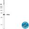 Protein Tyrosine Phosphatase Non-Receptor Type 1 antibody, AF3954, R&D Systems, Western Blot image 