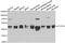 Actin Related Protein 1A antibody, abx004995, Abbexa, Western Blot image 