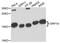 18 kDa Alu RNA-binding protein antibody, LS-C747996, Lifespan Biosciences, Western Blot image 