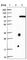 Protocadherin Beta 15 antibody, HPA007172, Atlas Antibodies, Western Blot image 