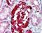 Autophagy Related 5 antibody, 48-982, ProSci, Immunohistochemistry frozen image 