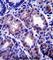 Apolipoprotein O Like antibody, abx027862, Abbexa, Western Blot image 