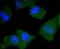 Kallikrein Related Peptidase 3 antibody, A01505-2, Boster Biological Technology, Immunocytochemistry image 