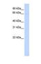 Phosphatidylinositol Glycan Anchor Biosynthesis Class Z antibody, NBP1-69251, Novus Biologicals, Western Blot image 