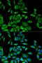 Diazepam Binding Inhibitor, Acyl-CoA Binding Protein antibody, LS-C334019, Lifespan Biosciences, Immunofluorescence image 