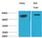 Heat Shock Protein Family A (Hsp70) Member 5 antibody, GTX33998, GeneTex, Western Blot image 