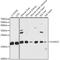Small ubiquitin-related modifier 3 antibody, A15724, ABclonal Technology, Western Blot image 