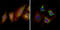 EPH Receptor B2 antibody, M01507, Boster Biological Technology, Immunofluorescence image 