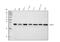 Chromobox 5 antibody, M02780-2, Boster Biological Technology, Western Blot image 