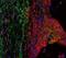 CYCS antibody, NB100-74436, Novus Biologicals, Immunohistochemistry paraffin image 