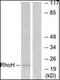 Rho-related GTP-binding protein RhoH antibody, orb94919, Biorbyt, Western Blot image 