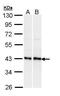 Lysophosphatidic acid receptor 1 antibody, GTX108222, GeneTex, Western Blot image 