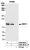 Oxysterol Binding Protein Like 11 antibody, A304-580A, Bethyl Labs, Immunoprecipitation image 