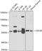 Cell Division Cycle 45 antibody, 18-465, ProSci, Western Blot image 