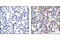Colony Stimulating Factor 1 Receptor antibody, 3155S, Cell Signaling Technology, Immunohistochemistry paraffin image 
