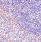 Fas Associated Factor 1 antibody, NBP1-76745, Novus Biologicals, Immunohistochemistry frozen image 