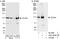Zinc Finger CCCH-Type Containing 3 antibody, A301-878A, Bethyl Labs, Immunoprecipitation image 