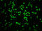 RB Transcriptional Corepressor 1 antibody, CSB-RA019386A807phHU, Cusabio, Immunofluorescence image 