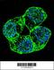 Protocadherin Alpha 8 antibody, 56-182, ProSci, Immunofluorescence image 