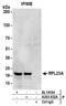 Ribosomal Protein L23a antibody, A303-932A, Bethyl Labs, Immunoprecipitation image 