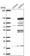 Minichromosome Maintenance 10 Replication Initiation Factor antibody, PA5-61117, Invitrogen Antibodies, Western Blot image 